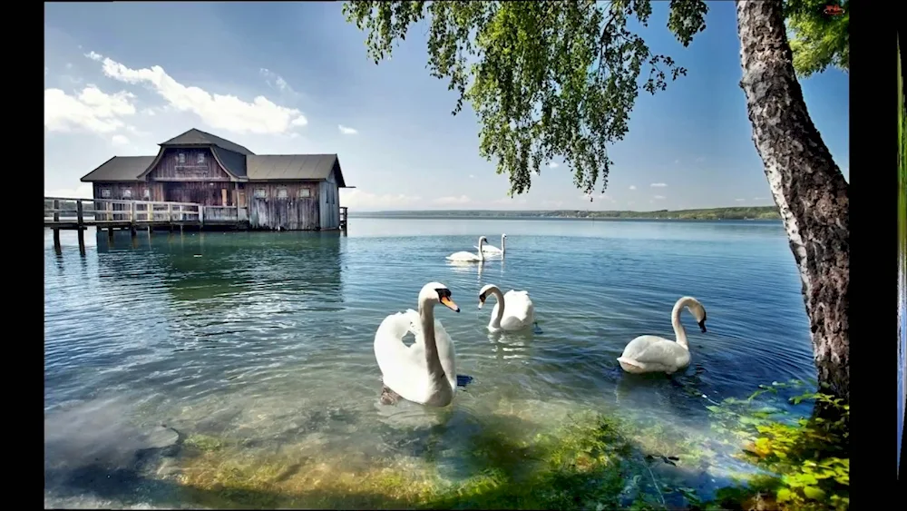 Naroch lake with swans