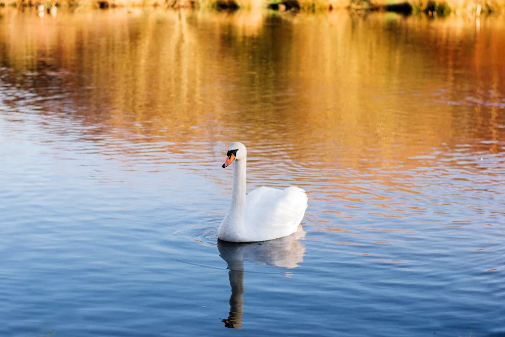 Yellow swan