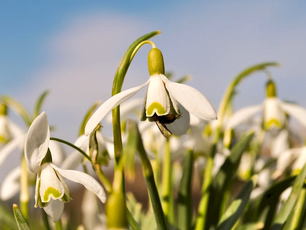 Narcissus galanthus