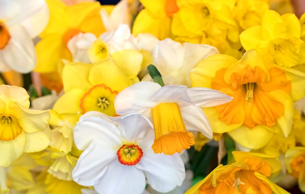 Narcissus Golden Bells