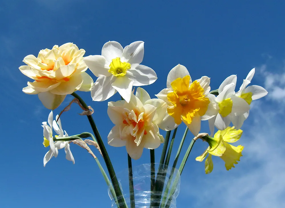 Narcissus Golden Bells