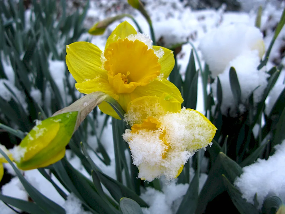 Tulips in snow