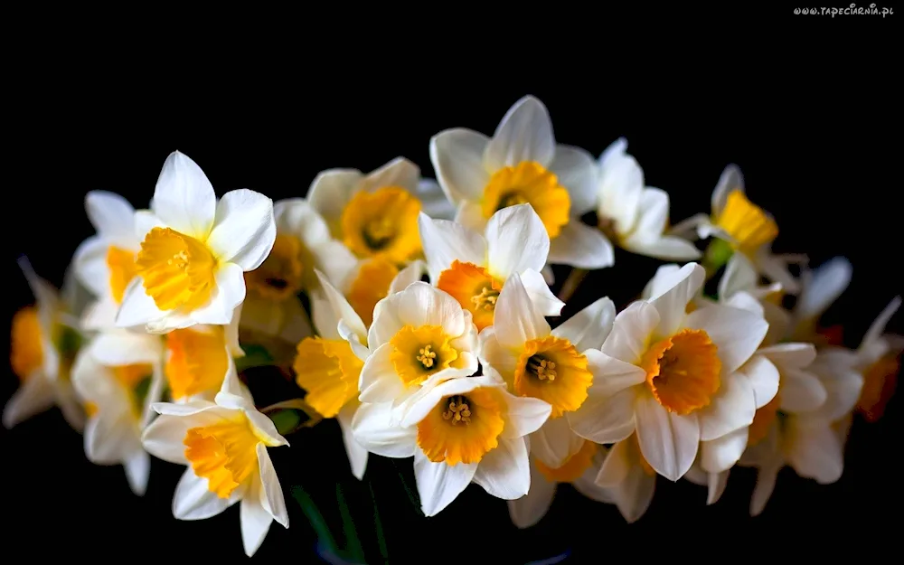 Frescia daffodils