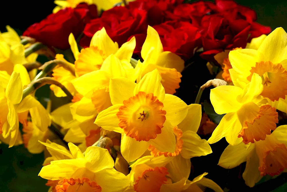 Narcissus flowers bouquet