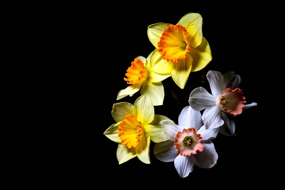 Narcissus standard Velu