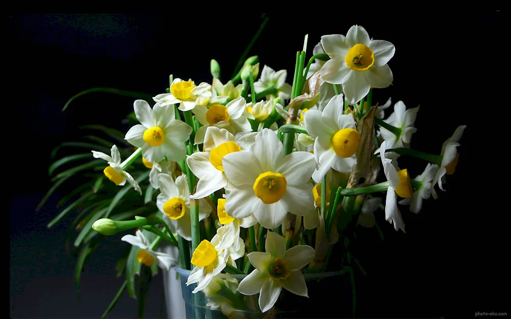 Narcissus bouquet