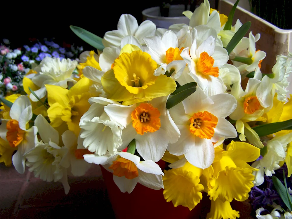 Narcissus bouquet