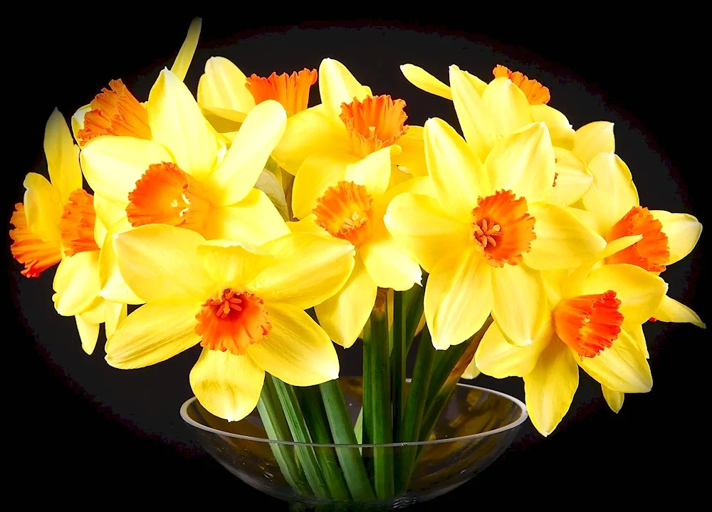 Narcissus flower bouquet