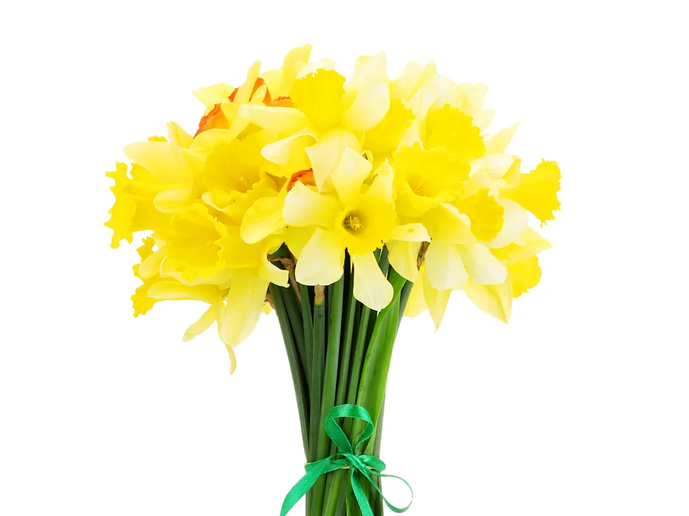 Narcissus flowers bouquet