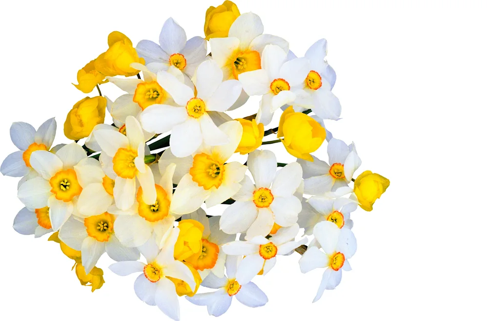 Narcissus flower