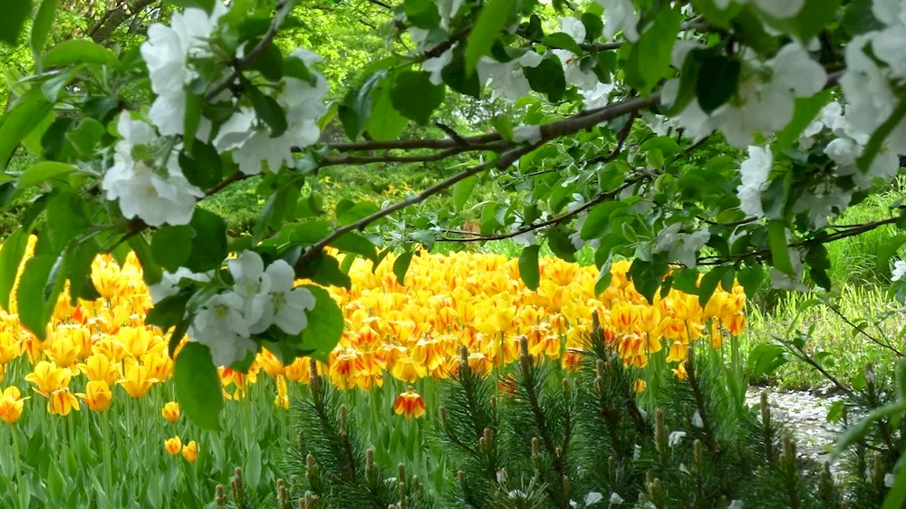 Blossom trees