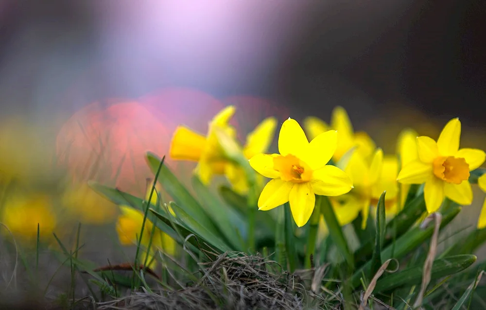 Narcissus yellow on the flowerbed