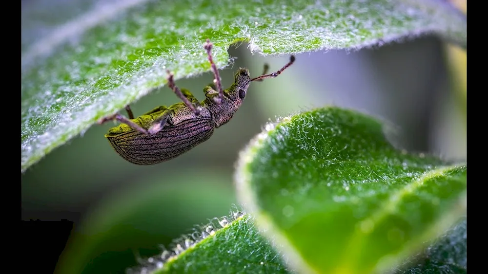 Potato flea beetle