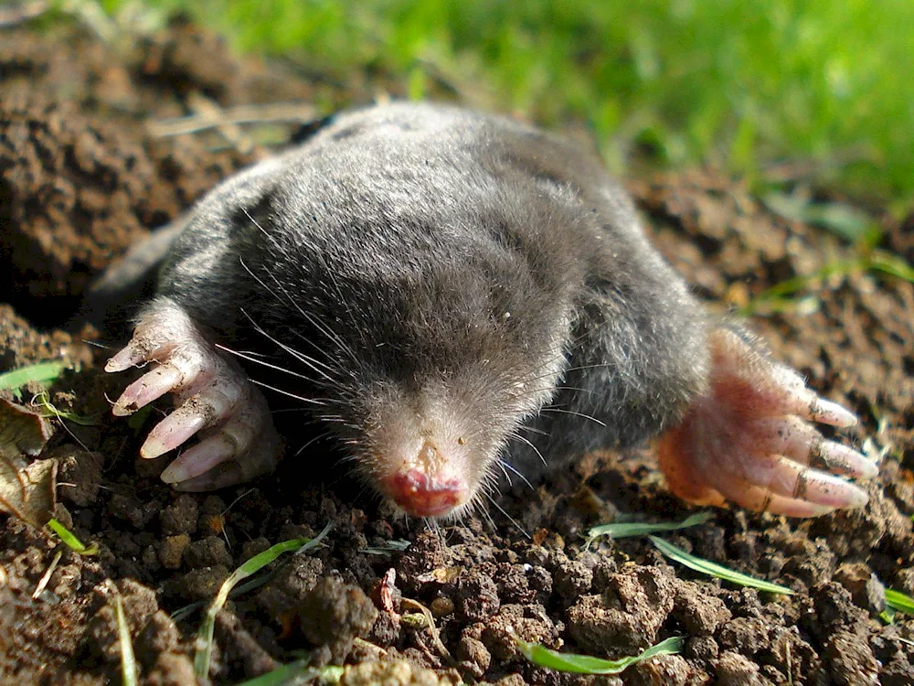 Star-nosed mole