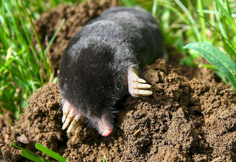 Insectivorous mole