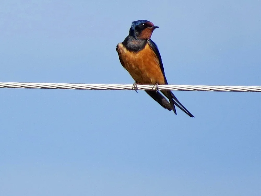 Nasecomo bird stencil Swallow