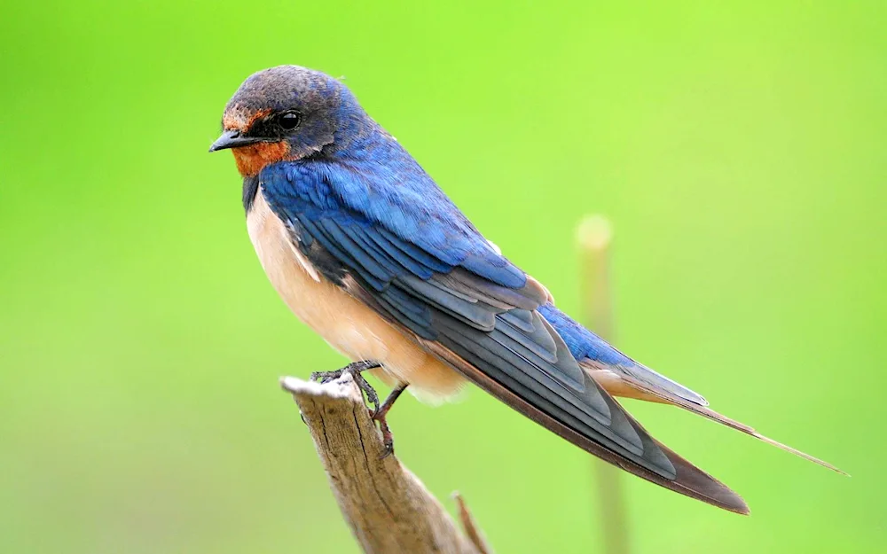 Insectivorous birds Swallow