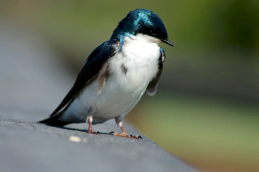 Insectivorous birds Swallow