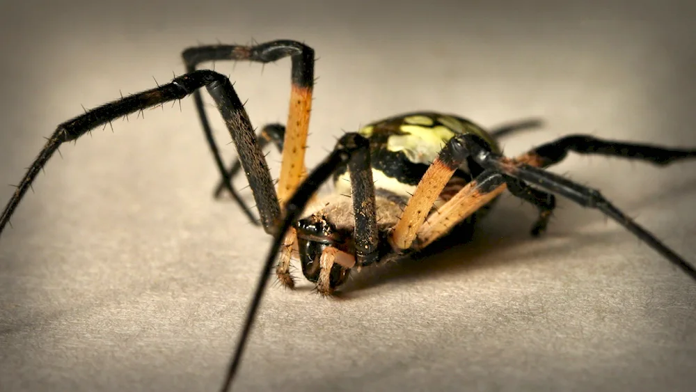 Zebra Argiope