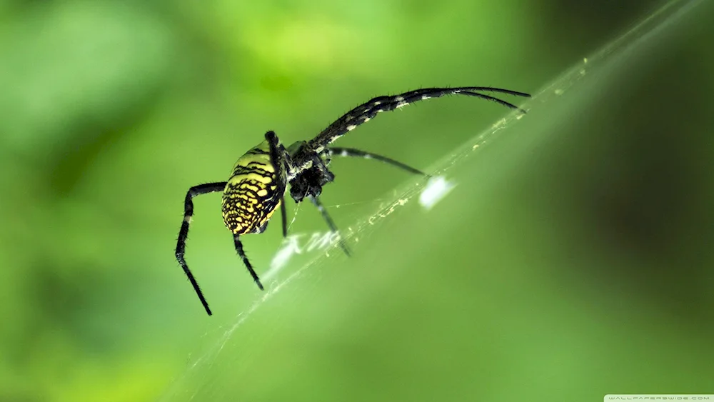 Common cross spider - Araneus diadematus