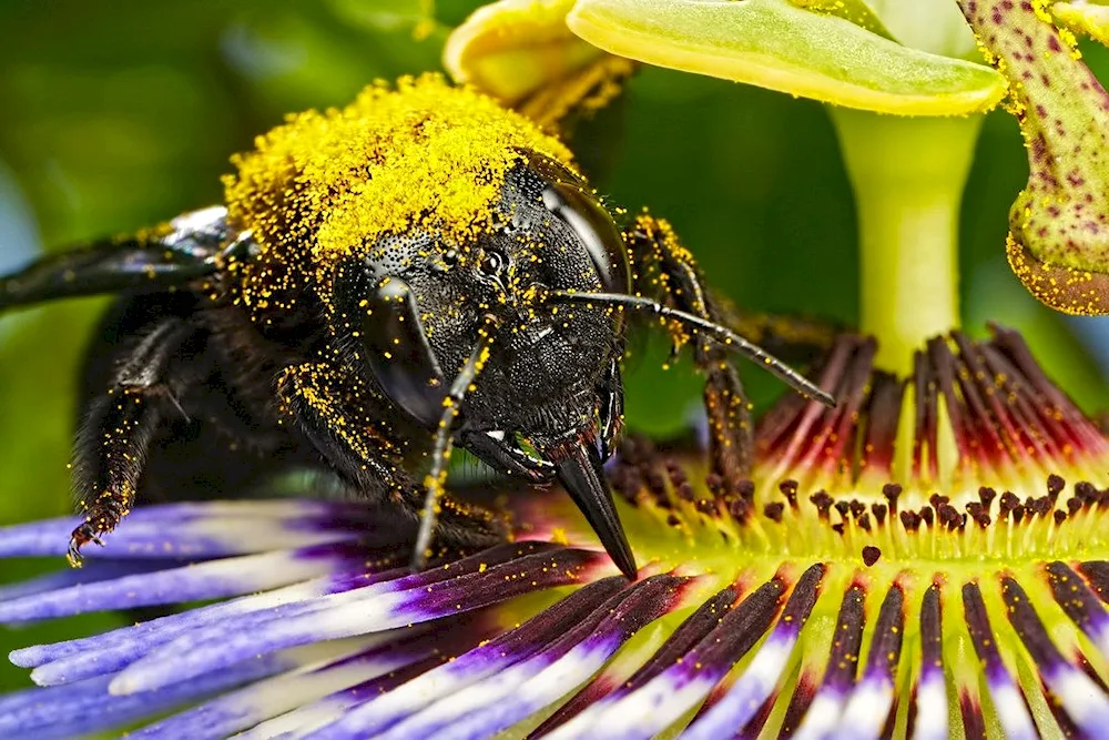 Beee pollen