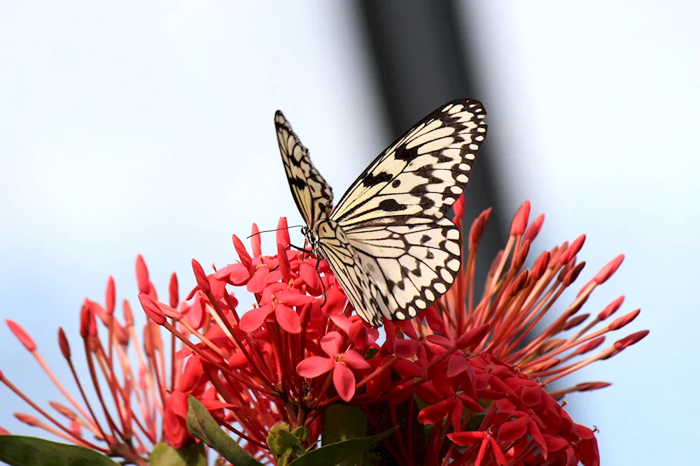 Butterfly sitting