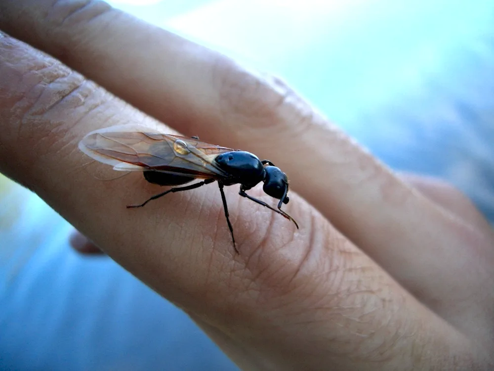 Flying Ants Ants