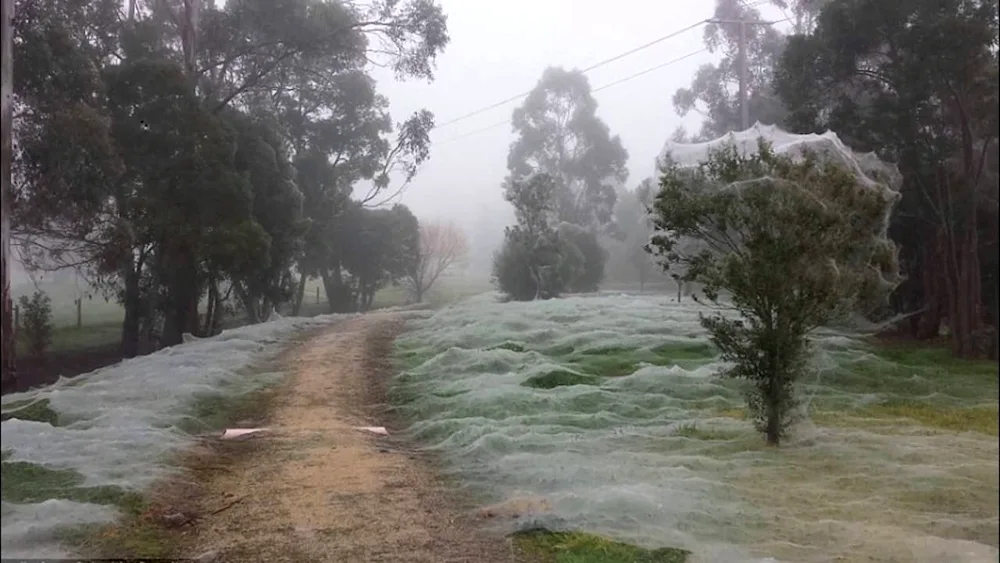 Spider Invasion Australia