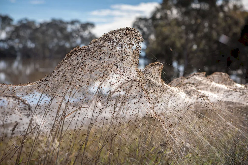 Australia Spider Invasion in Australia Australia
