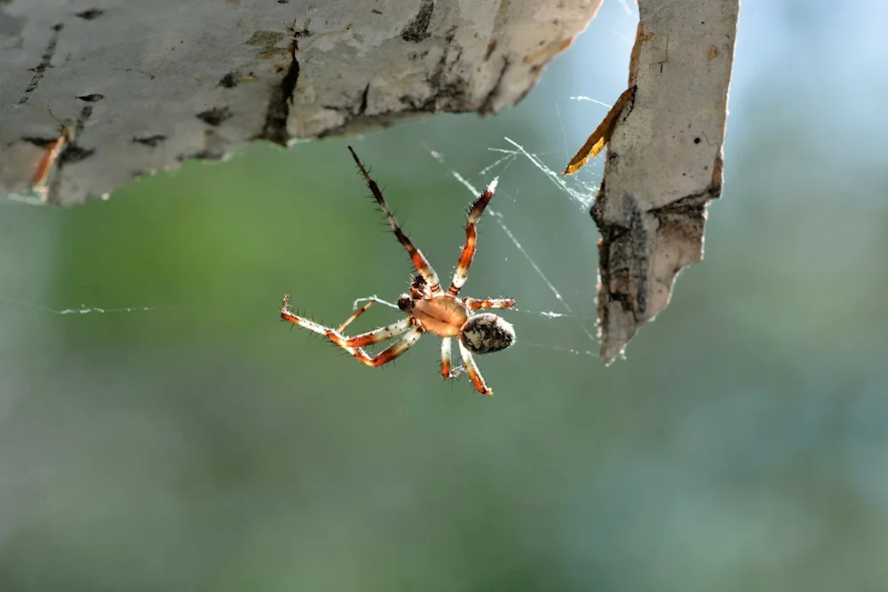 Spider Invasion in Australia