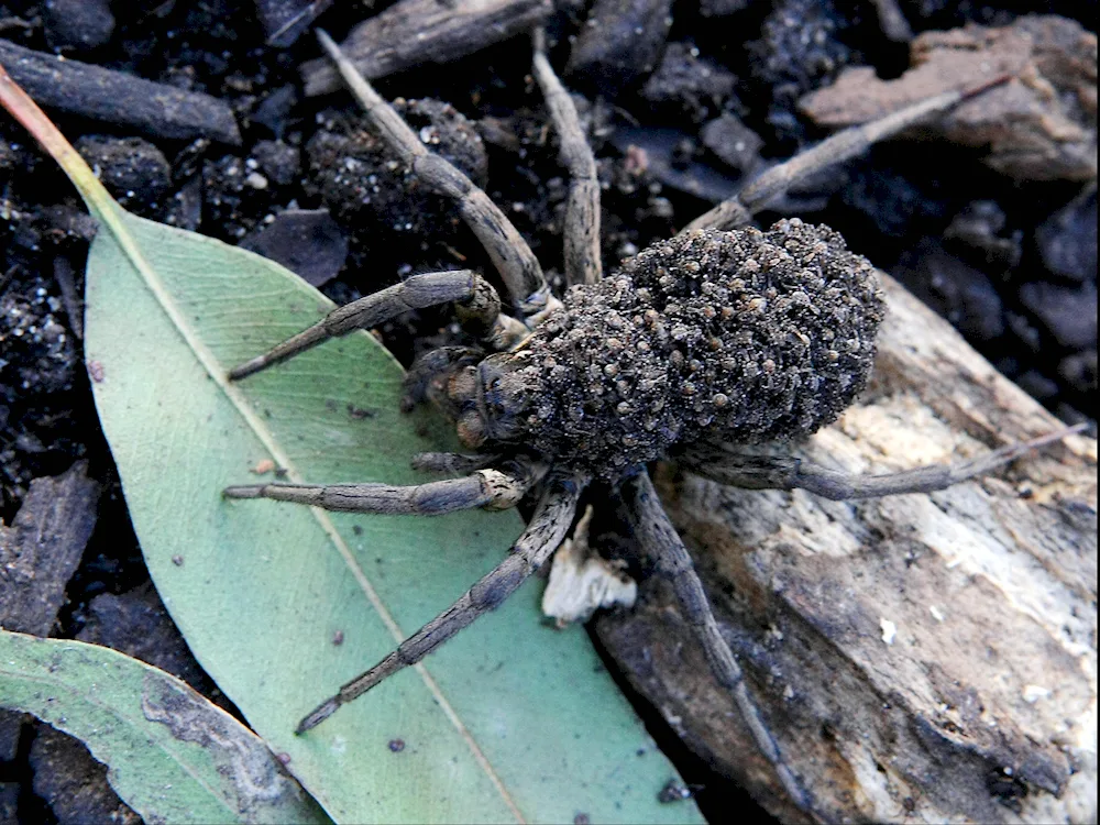 Cocoon Trees in Pakistan