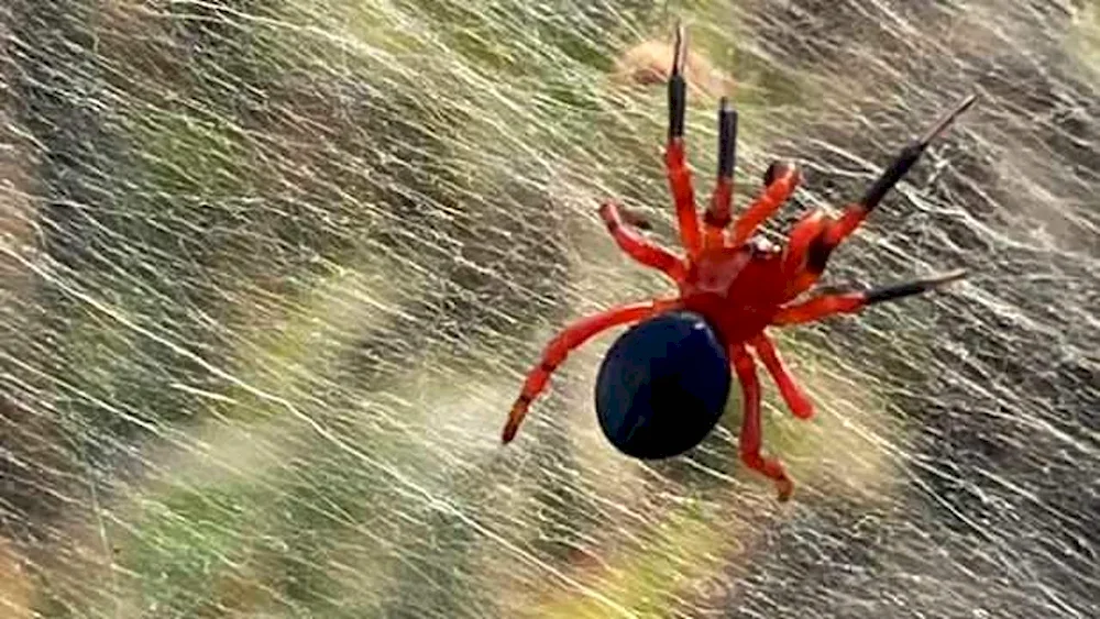 Spider Hunter Australia