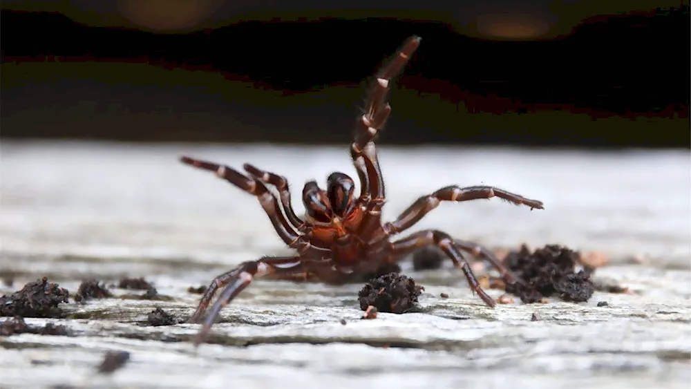 Huntsman Spider Australia