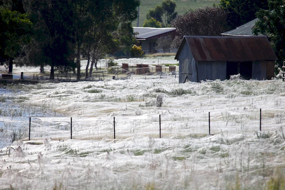 Spider Invasion Australia