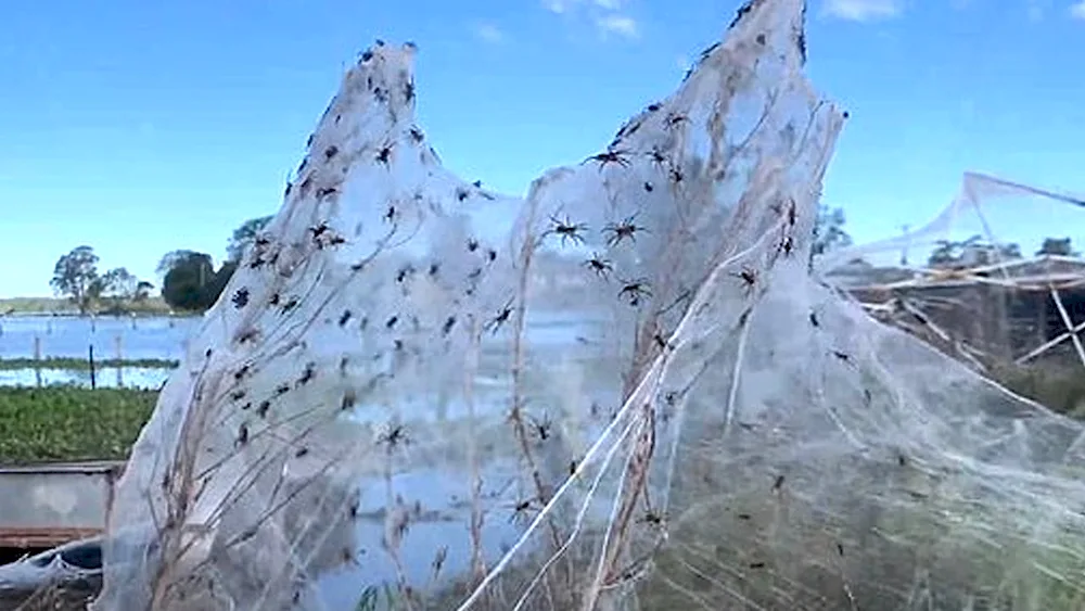 Spider Invasion Australia 2020