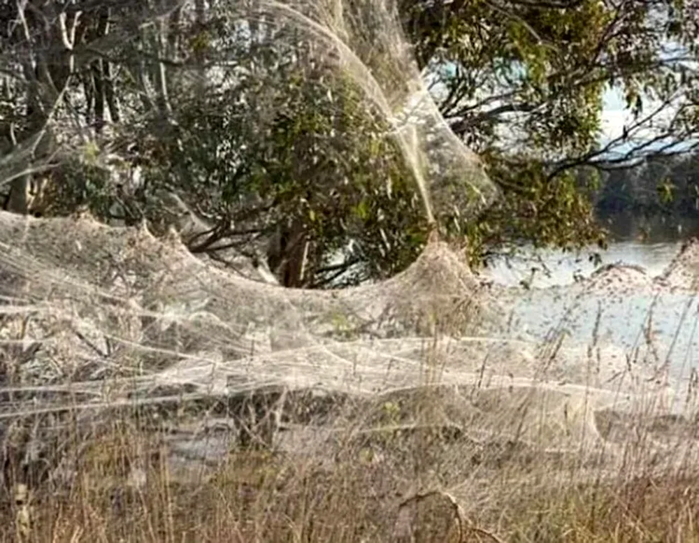 Spider Invasion Australia 2021