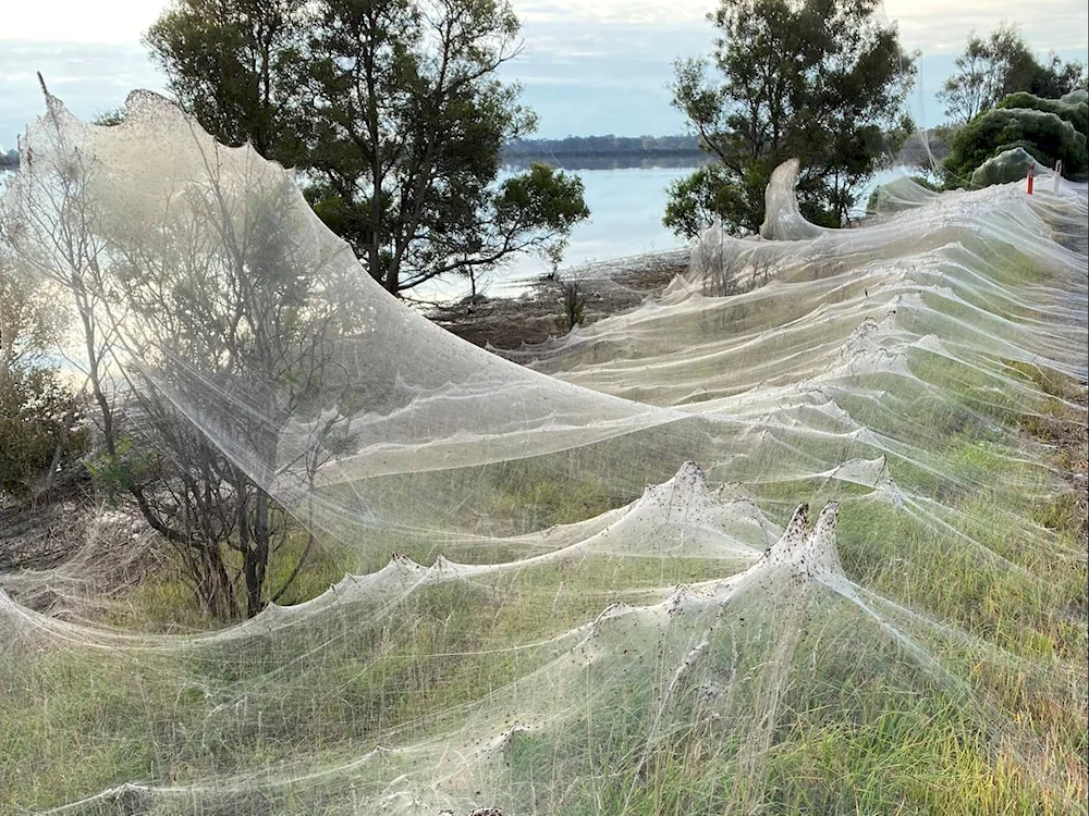 Spider Invasion Australia