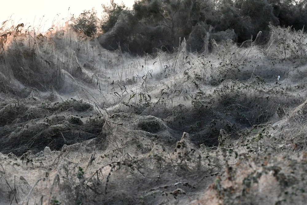 Spider Invasion Australia