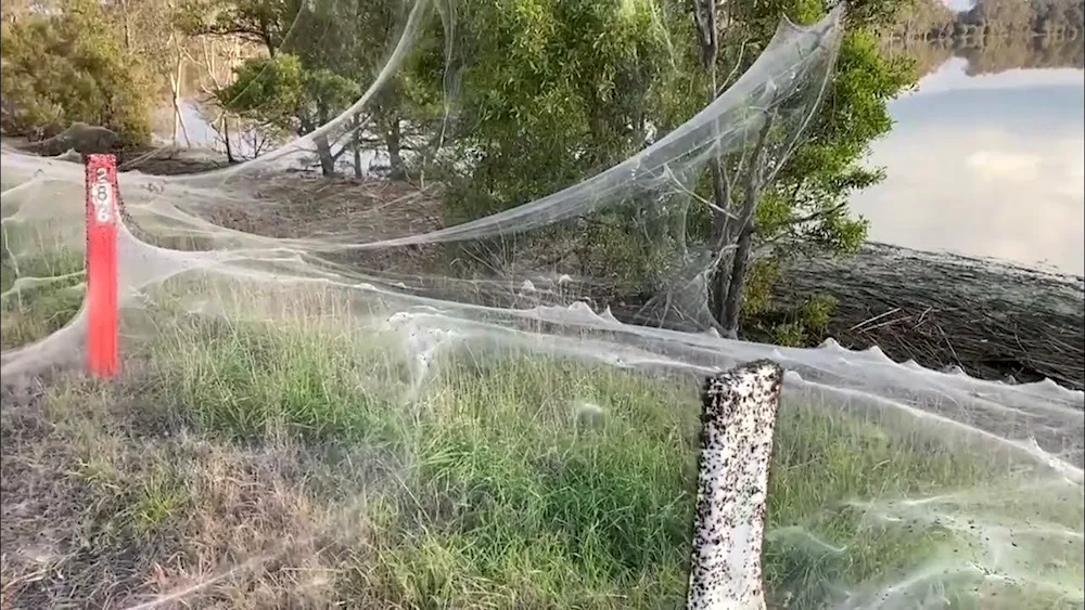 Spider Invasion Australia