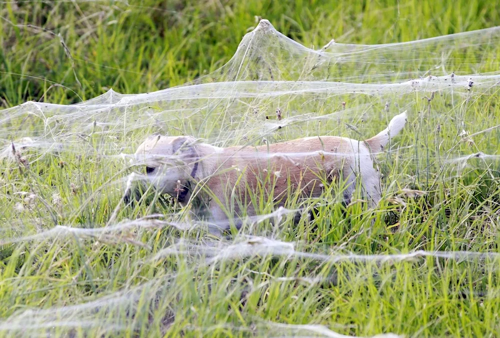 Australia Spider Invasion in Australia
