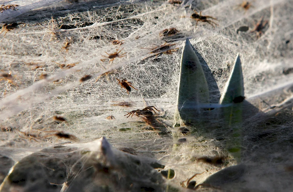 Australia Spider Invasion 2021