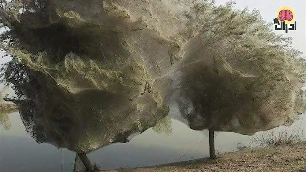 Australia Spider Season in Australia
