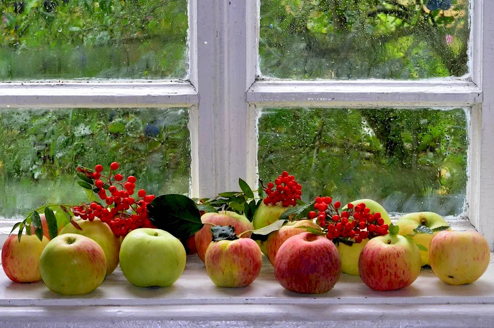 Food on the window