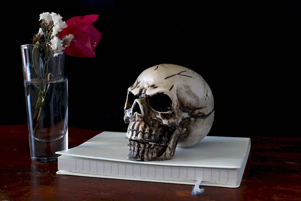 Skull still life