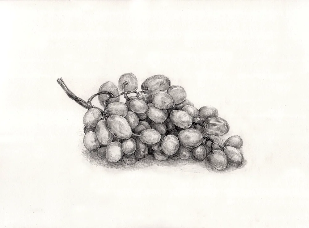 Pencil still life drawing