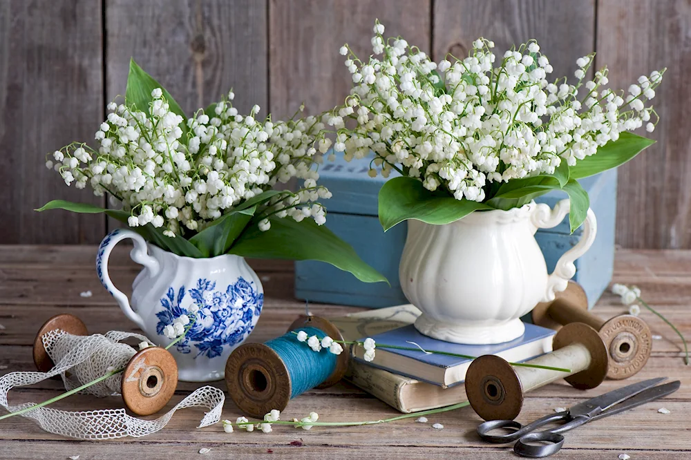 Lily of May