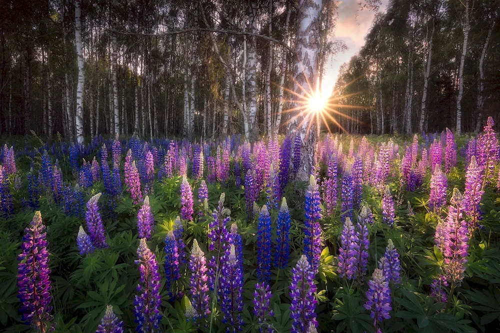 National park Bavarian forest lupines