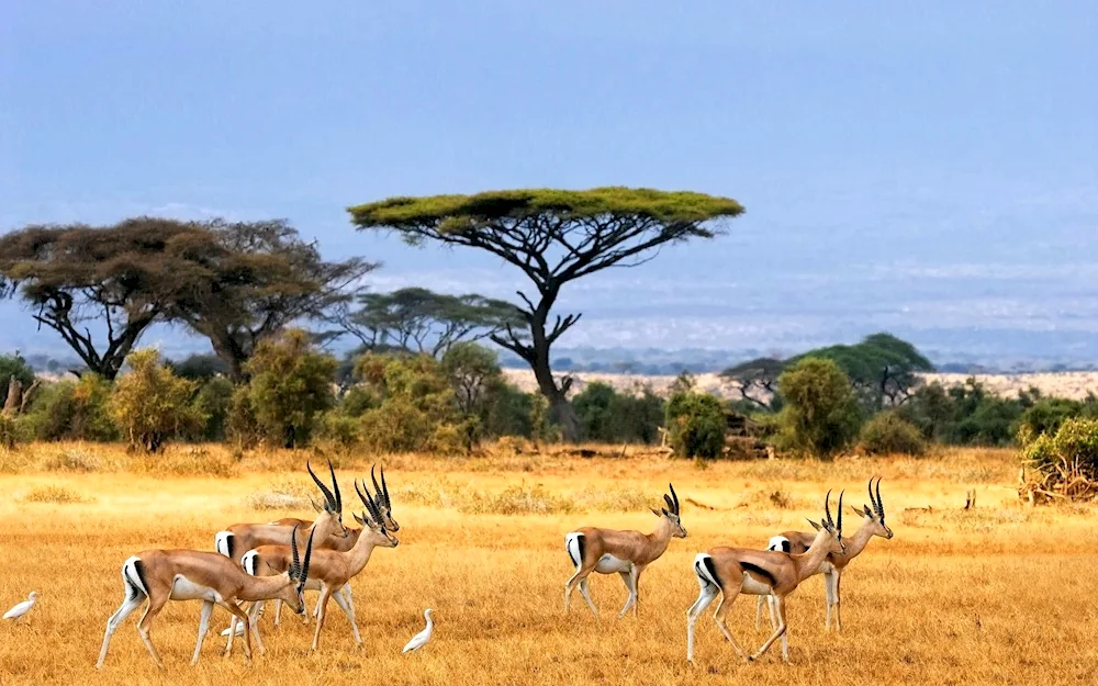 Chobe National Park in Africa