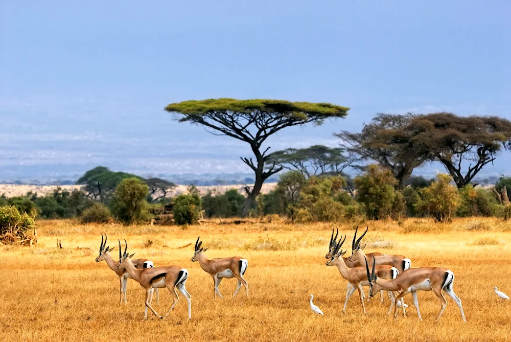 National Park of Chobe in Africa