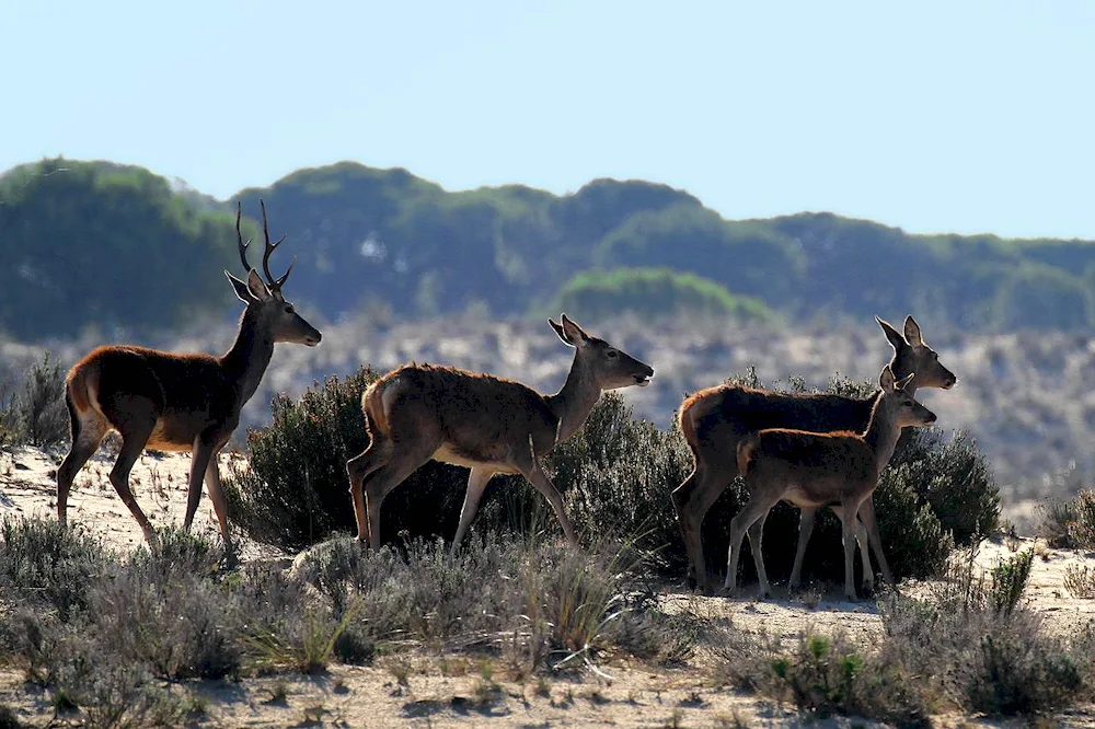 Animal island